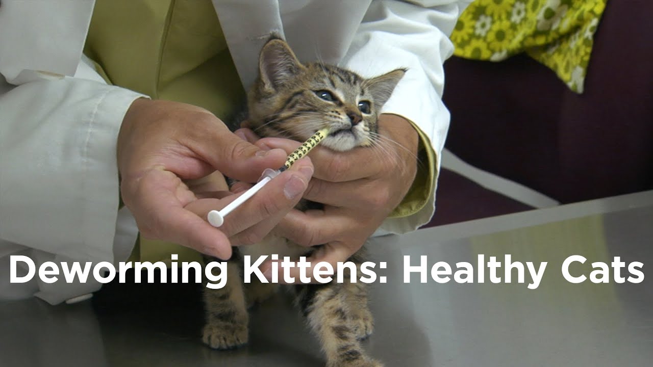 dewormer for cats